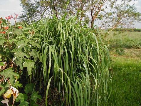 Image of cymbopogon grass