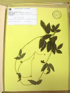 Plancia ëd Dalechampia triphylla Lam.