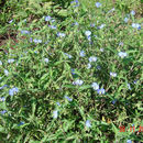 Image of Commelina eckloniana Kunth