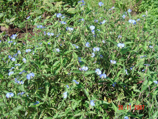 Image of Commelina eckloniana Kunth