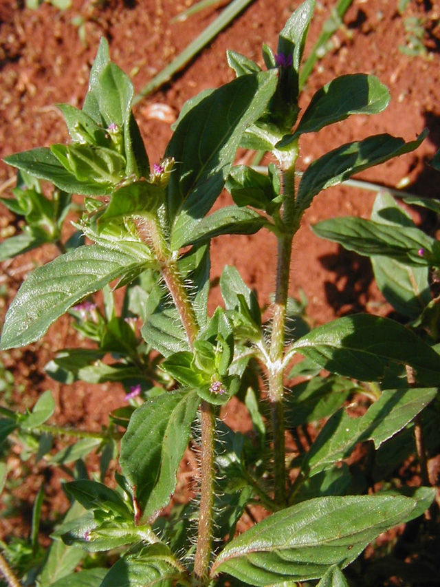 Image of waxweed