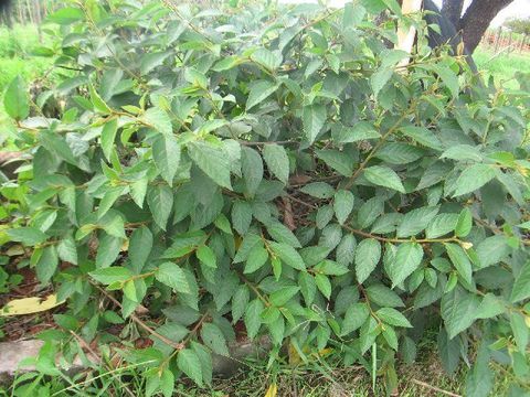 صورة <i>Cordia guazumaefolia</i> (Desv.) Roem. & Schult.