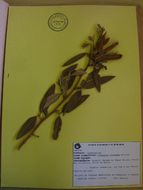 <i>Galactica speciosa</i> (Loisel.) Britton的圖片