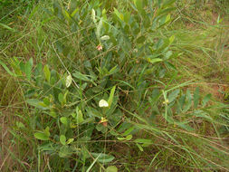 Plancia ëd Duguetia furfuracea (A. St.-Hil.) Saff.