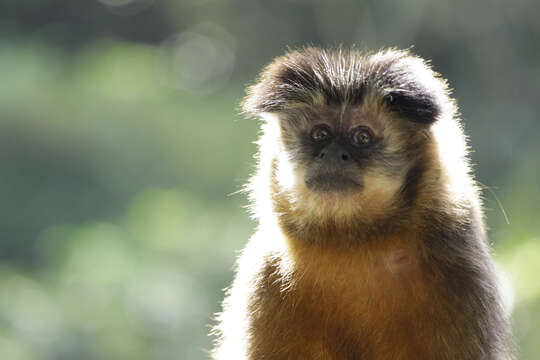 Image of Black Capuchin