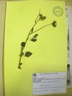 Image of betonyleaf thoroughwort