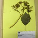 Image of Morithamnus ganophyllus (Mattf.) R. King & H. Rob.