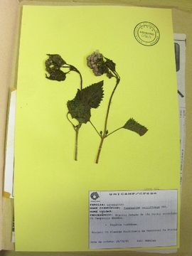 Image of <i>Praxelis pauciflora</i> (Kunth) R. M. King & H. Rob.