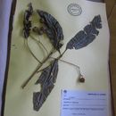 Image of Esenbeckia gracilis Krober 1931
