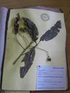 Image of Esenbeckia gracilis Krober 1931