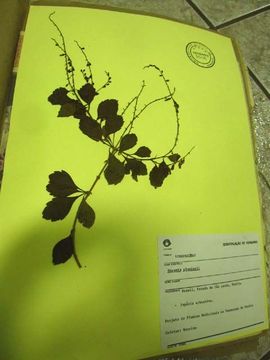 Duranta resmi