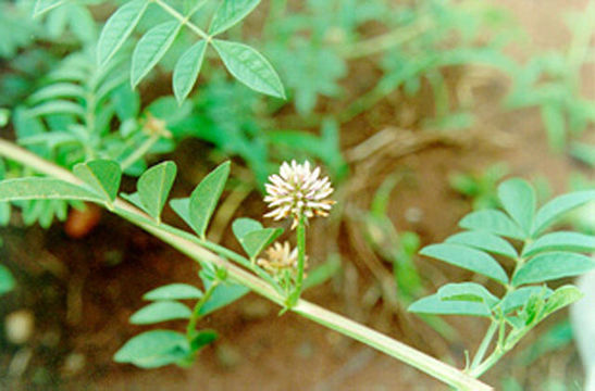 Image of Liquorice