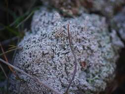 Image of Cow pie lichen