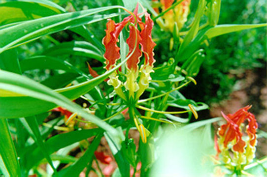 Image of flame lily