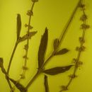 Image of <i>Gomphrena angustifolia</i> Mart. Mart.