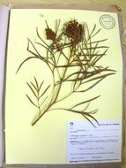 Image of <i>Grenvillea robusta</i> A. Cunn A. Cunn