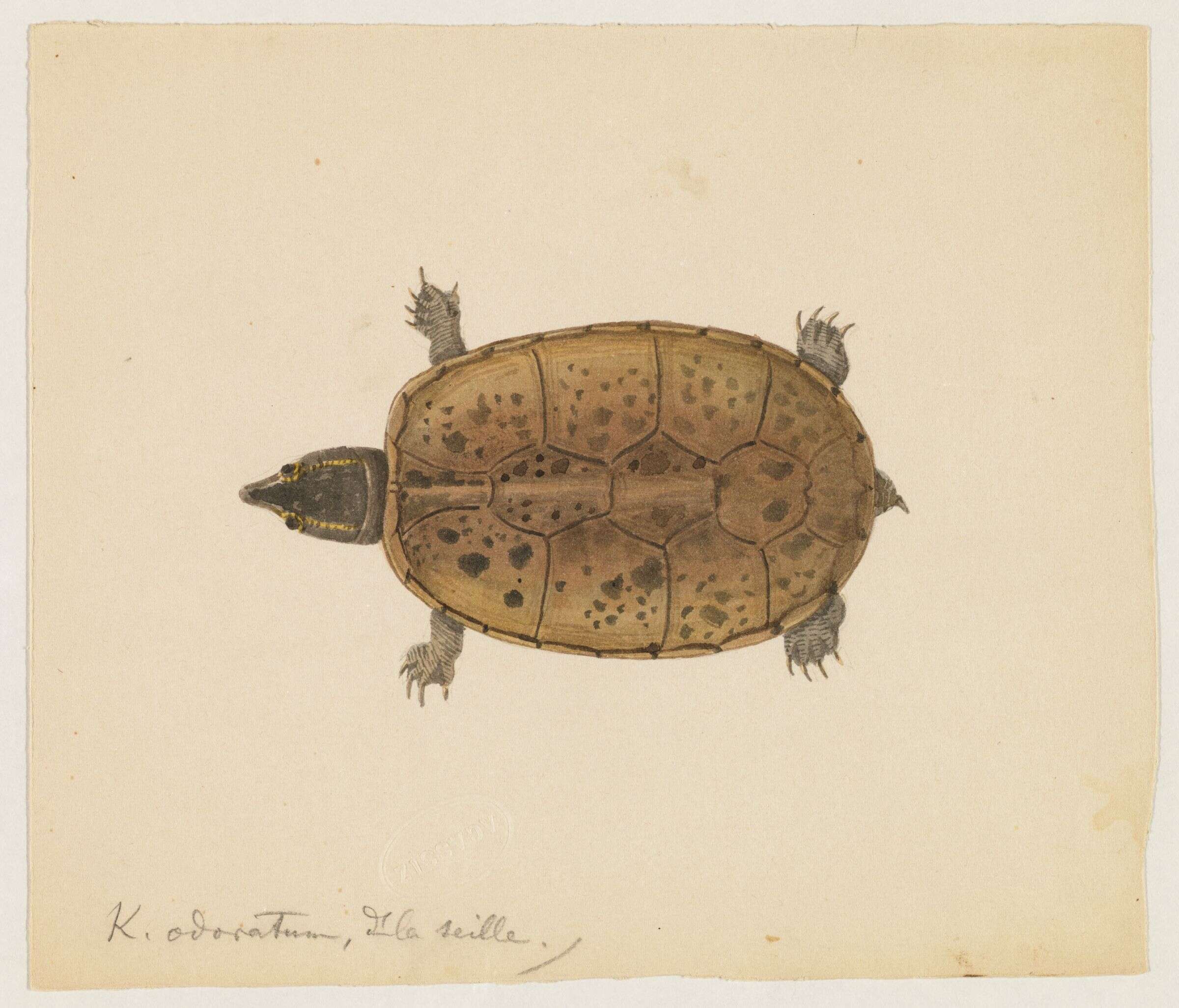 Image of mud turtle