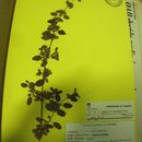 <i>Acantholippia trifida</i> (Gay (1940))的圖片