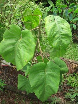 Слика од Ipomoea carnea Jacq.