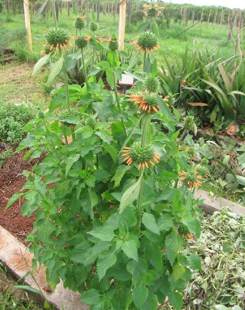 Sivun <i>Leonotis nepetaefolia</i> (L.) R. Br. kuva