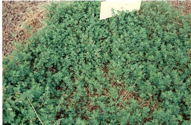 Image of Common Bird's-foot-trefoil