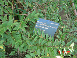 Image de Malvastrum coromandelianum (L.) Garcke