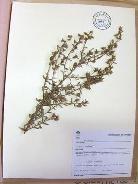 صورة Ludwigia sericea (Cambess.) Hara