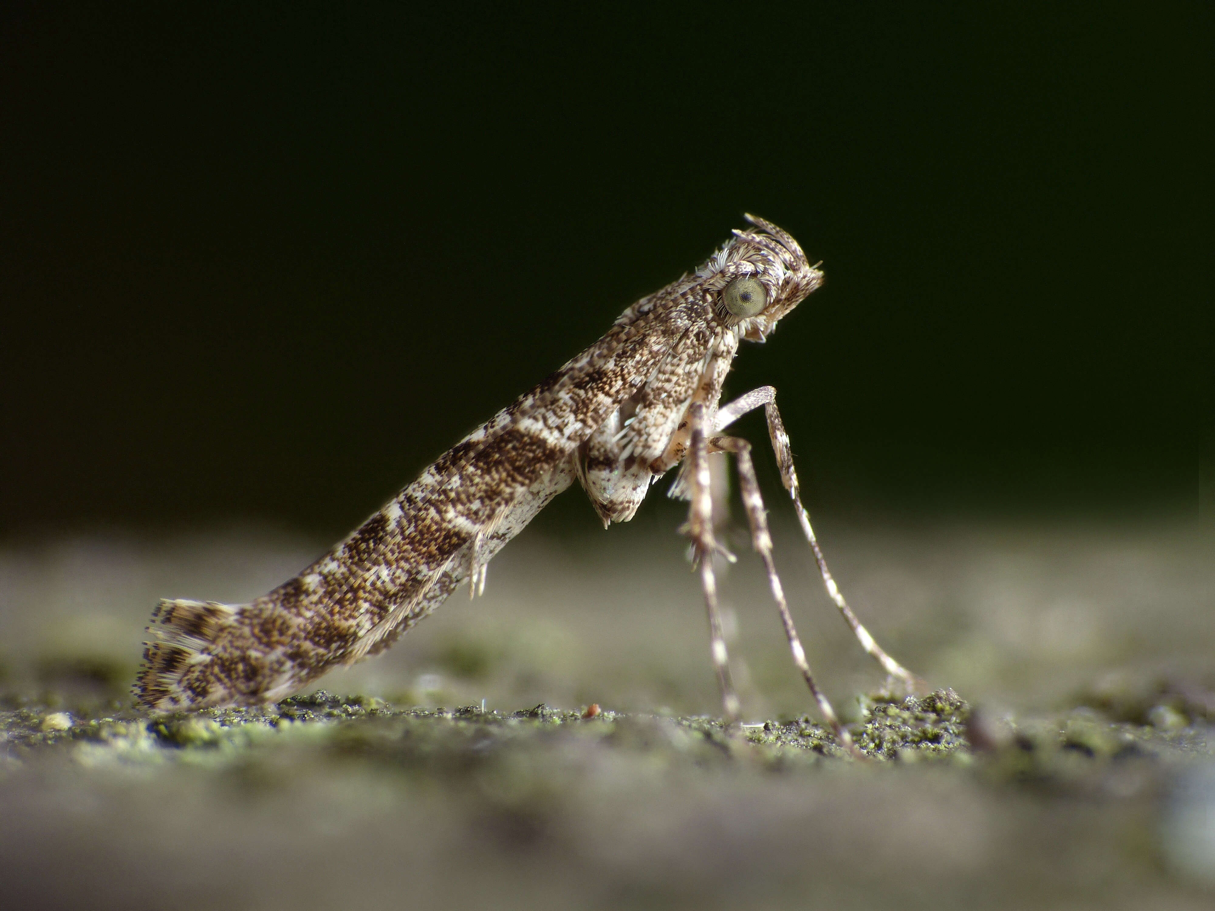 Image of Caloptilia cuculipennella (Hübner 1796)