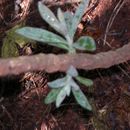 Image of <i>Kielmeyera coriacea</i> Mart × Saddi Mart × Saddi