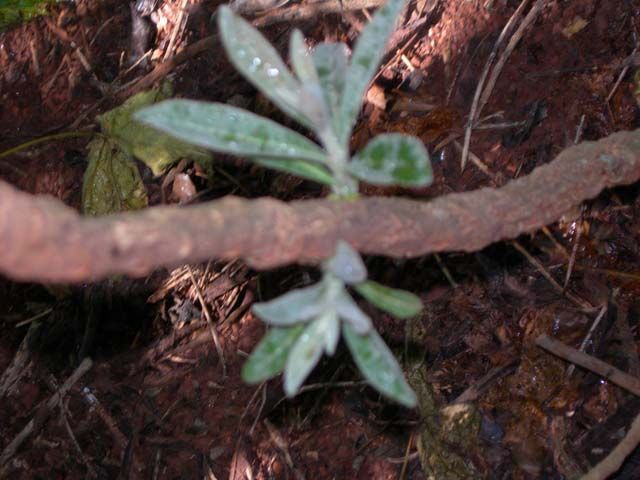 Image of <i>Kielmeyera coriacea</i> Mart × Saddi Mart × Saddi
