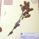 Image of Mikania oblongifolia DC.