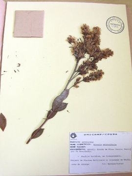 Image of Mikania oblongifolia DC.