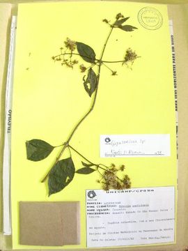 Image of Mikania rufescens Sch. Bip. ex Baker