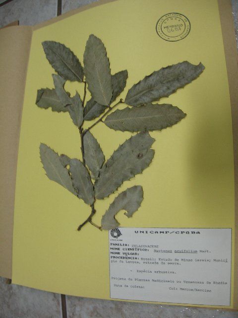 Image of <i>Maytenus aquifolium</i> Mart. Mart.