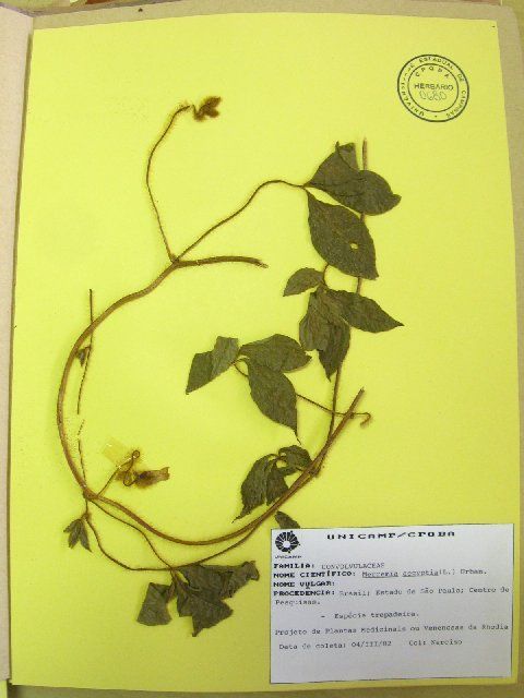 Image of <i>Merremia aegyptia</i>