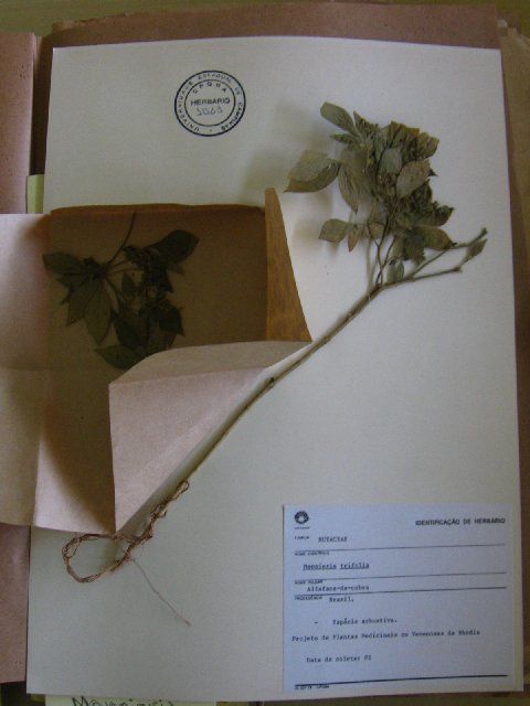 Image of <i>Monnieria trifolia</i> L. L.