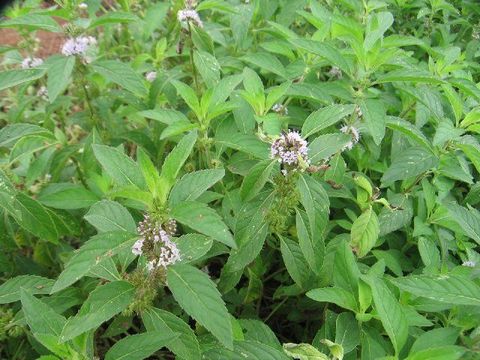 Image of <i>Mentha campestris</i> Schur Schur