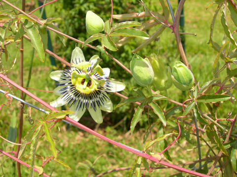 Image of <i>Passiflora</i>