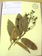 Image of Ouratea crassifolia (Pohl) Engl.