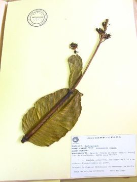 Image of Palicourea rigida Kunth