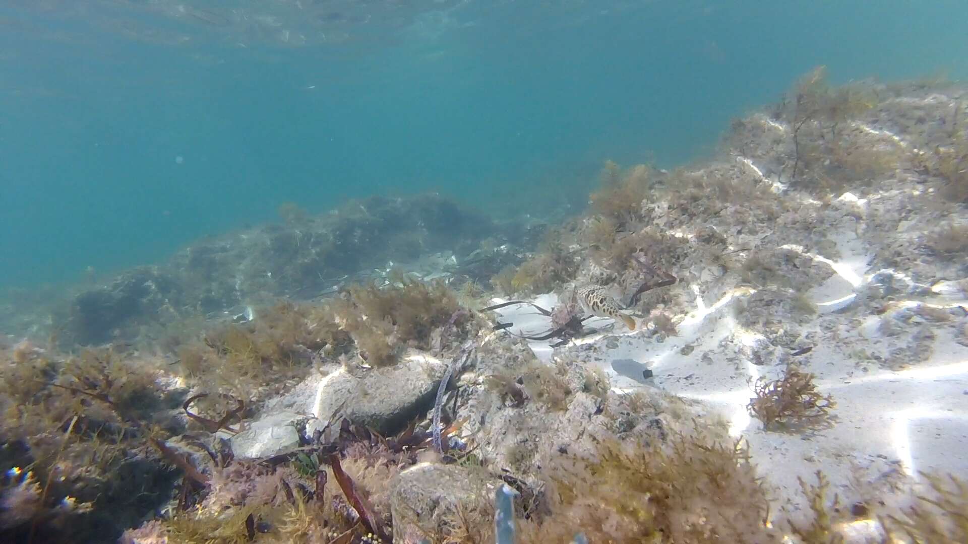 Image of Smooth Toadfish