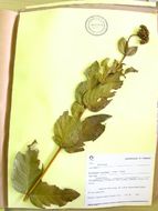 Image of Palicourea coriacea (Cham.) K. Schum.
