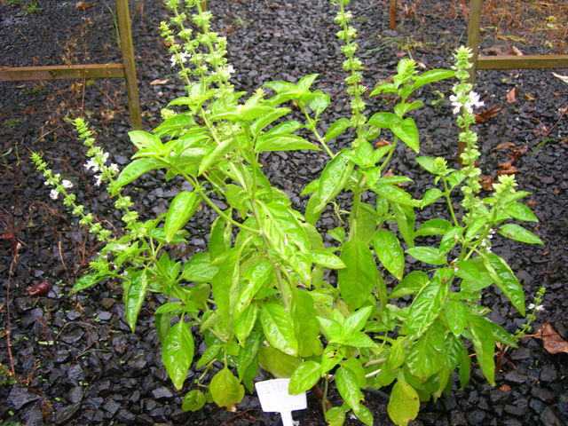 <i>Ocimum</i>的圖片