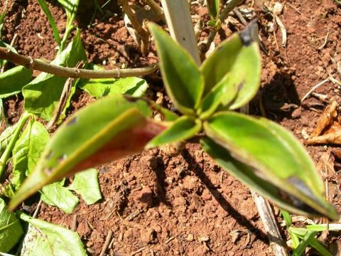 Image of Nematanthus fritschii Hoehne