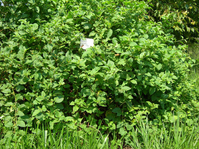 Image of <i>Phytolacca kircifolia</i> Fenzl. Fenzl.