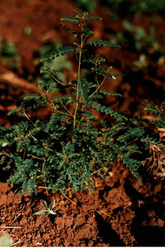 Image of Mascarene Island leaf-flower