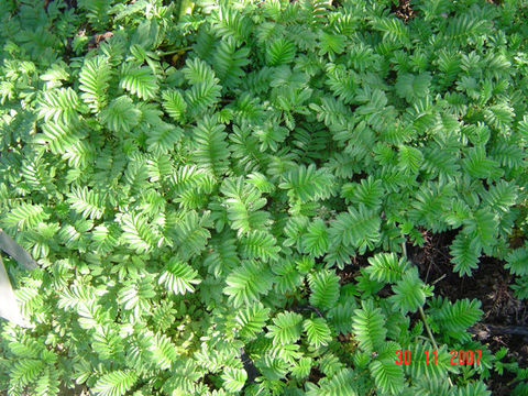 Image of 3 toothed cinquefoil