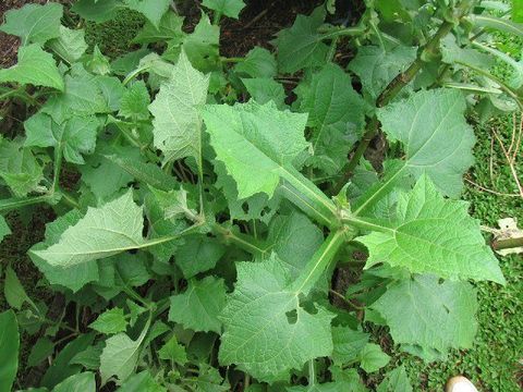 Image of <i>Polymnia sonchifolia</i>