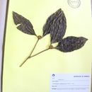 Image of <i>Psychotria hasticepala</i> Muell. Arg Muell. Arg