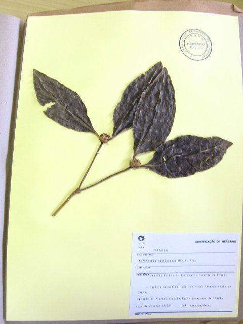 صورة <i>Psychotria hasticepala</i> Muell. Arg Muell. Arg